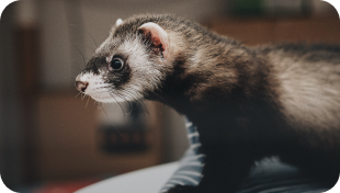Ferrets image