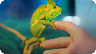 Exotic<br /><noscript><img decoding=